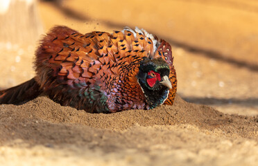 The pheasant bathes in the sand.