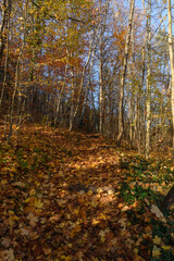 Weg im Herbst mit Buchenblättern im Wald