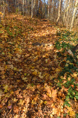 Fototapeta premium Weg im Herbst mit Buchenblättern im Wald