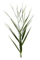 Beautiful reeds with lush green leaves on white background