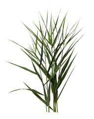Beautiful reeds with lush green leaves on white background