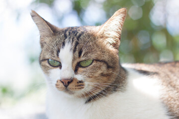 cute pet cat lying in the sun