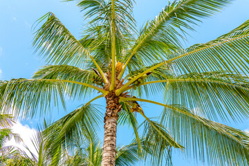Coconut Palm tree with nuts on a blue sky, tropical island background. Travel holiday island nature card. Palm tree leaf on sky background. High quality photo