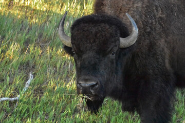 Looking in the Face of an American Buffalo