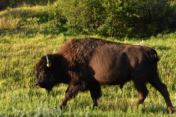 Walking Bison in a Sunny Grass Filled Field