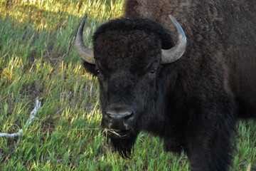 Chewing Bison With his Head Raised Up