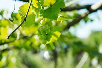 green grapes leaves nature summer organic natural product
