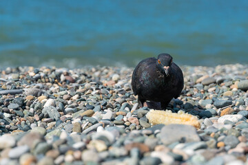 Close-up of a pigeon with corn on a pebble beach by the sea on a sunny day with copy space