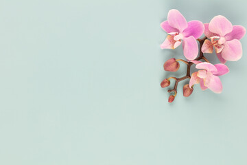 Pink orchid theme objects on pastel background.