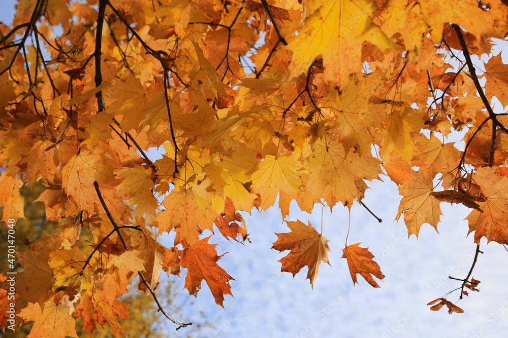 Canvas Prints bright red leaves of autumn maple branches