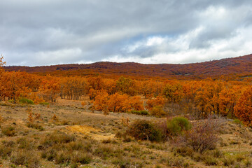 Fototapeta na wymiar Trees dyed with the colors of autumn. Sierra de Madrid in autumn