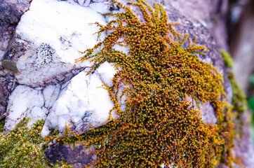 Moss that grows on rocks in the deep forest.