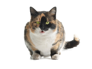 angry cat isolated on white background