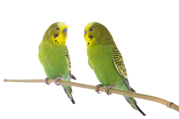 two budgies sit on a branch isolated on white background