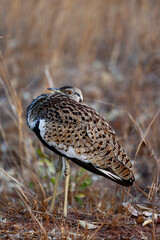 Black-Bellied Korhaan (curled), Kruger National Park, South Africa