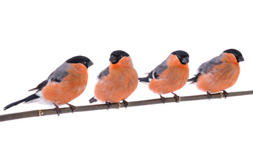 Bullfinches birds sitting on tree branch isolated on white background