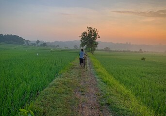 farmer walking in the rice field in the morning
