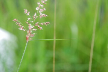 In selective focus wild grass growing in tropical field in outdoor space