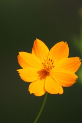 Flower, Background animals natural photography
