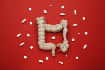 Anatomical model of large intestine and pills on red background, flat lay