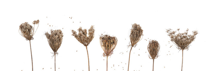 Dry wild flowers Daucus carota with seeds  isolated on white background. Meadow grasses flowers with umbels in winter or autumn time. - obrazy, fototapety, plakaty
