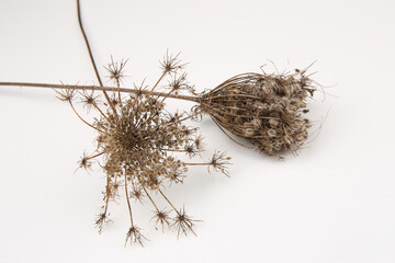 Dry wild flowers Daucus carota with seeds. Meadow grasses flowers with umbels in winter or autumn time. - obrazy, fototapety, plakaty