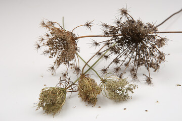 Dry wild flowers Daucus carota with seeds. Meadow grasses flowers with umbels in winter or autumn time. - obrazy, fototapety, plakaty