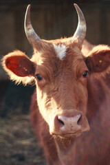portrait of a cow