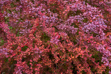 Red barberry bush (Berberis thunbergii).