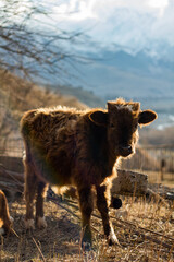 calf on the farm