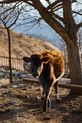 calf on the farm