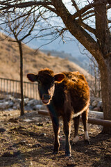 calf on the farm