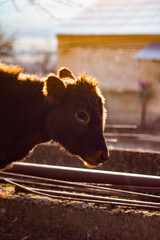 portrait of the calf