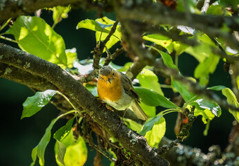 A robin closeup in saarland at summer