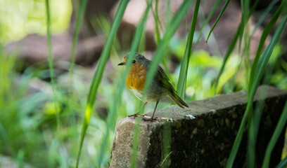 A robin closeup in saarland at summer