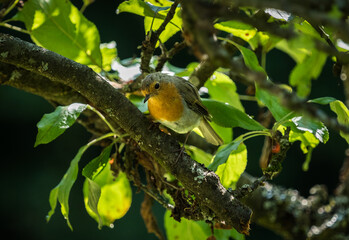 A robin closeup in saarland at summer