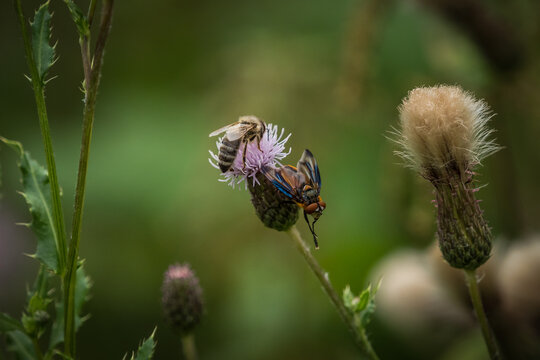 A bug fly Phasia hemiptera closup at summer in saarland, copy space