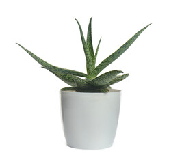 Beautiful aloe plant in pot isolated on white