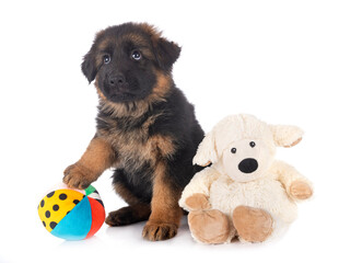 puppy german shepherd