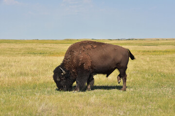 Bison Swatting Away Flies as He Grazes