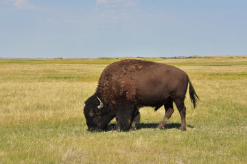 Grazing Bison Bull on a Stunning Prairie Landscape