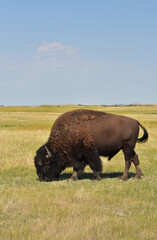Stunning Bison Grazing on the Plains in the Summer