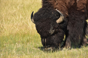 Fantastic Up Close with a Wooly Bison