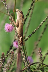 Flower, Background animals natural photography
