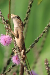 Flower, Background animals natural photography