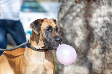 Friendly Great Dane dog holding a balloon