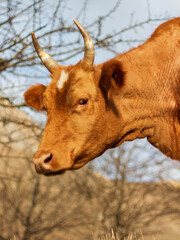portrait of a cow