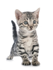 bengal kitten in studio