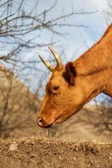portrait of a cow