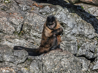 Brown capuchin sitting on the rock. Latin name - Sapajus apella